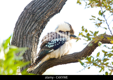 Kookaburra (Dacelo Novaeguineae) im Undara-Nationalpark Australien lachen Stockfoto