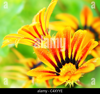 Schöne frische rote nassen Blütenköpfe, Frühling über grünen natürlichen Hintergrund, Leben Stockfoto