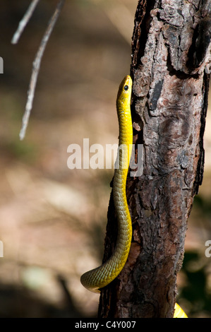 Grüne Baumschlange (Dendrelaphis Punctulata) im Undara-Nationalpark in Queensland-Australien Stockfoto