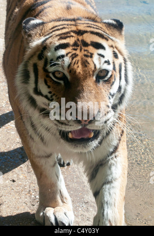 Weibliche (Sibirien) Amur-Tiger, die zu Fuß in Richtung Kamera Stockfoto