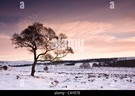 Ein einsamer Baum auf einem verschneiten Moor Heide in Derbyshire Stockfoto