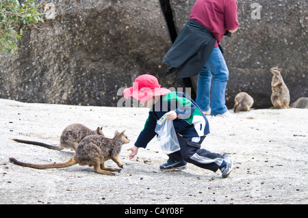 Touristen, die Fütterung Mareeba schmucklos rock Wallabys bei Granite Gorge in Nord-Queensland-Australien Stockfoto