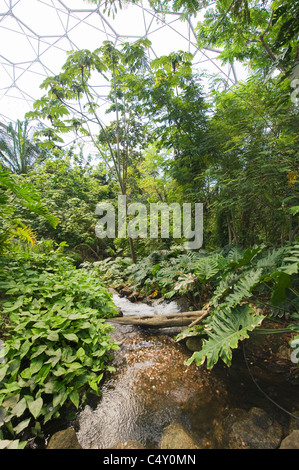 Pfennige im Pool, Rainforest Biome, Gewächshaus, The Eden Project, Cornwall, England Stockfoto