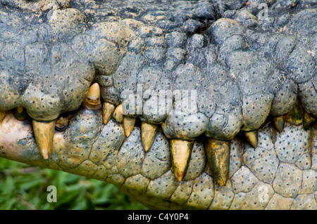 Nahaufnahme der Schnauze von Salzwasser () Leistenkrokodil (Crocodylus Porosus) im tropischen Cairns Zoo in Queensland-Australien Stockfoto