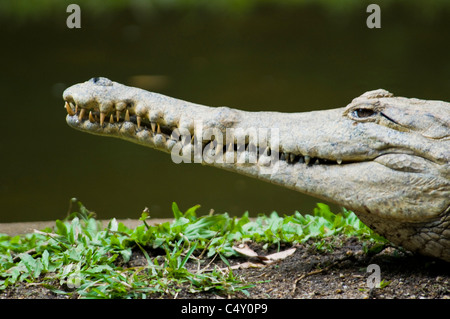 Süßwasser-Krokodil (Crocodylus Johnsoni) im tropischen Cairns Zoo in Queensland-Australien Stockfoto