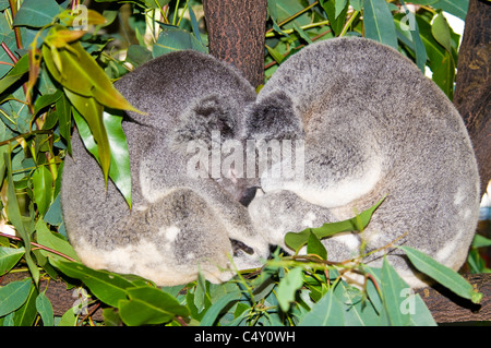Koala "Bären" schlafen im Cairns Tropical Zoo in Queensland-Australien Stockfoto