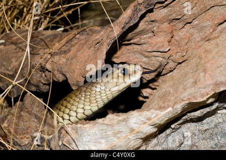 Östliche braune Schlange (zweite giftigsten Schlange auf der Erde) im tropischen Cairns Zoo in Queensland-Australien Stockfoto