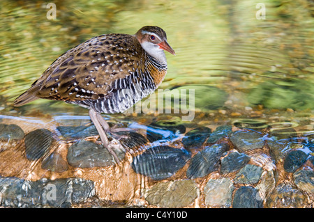 Buff-banded Schiene (Gallirallus Philippensis) im tropischen Cairns Zoo Stockfoto