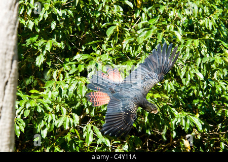 Red-tailed schwarzen Kakadu im Cairns Tropical Zoo in Queensland-Australien Stockfoto