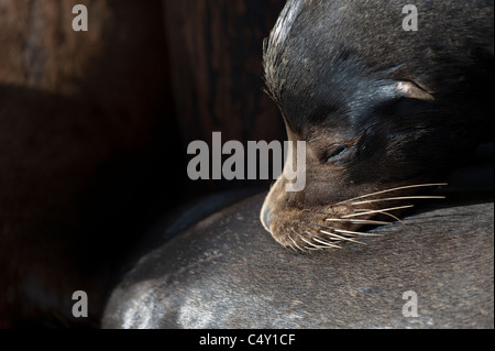 Kalifornische Seelöwe (Zalophus Californianus) Stockfoto