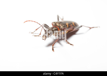 Zwei-banded Longhorn Beetle, Rhagium Bifasciatum, UK Stockfoto