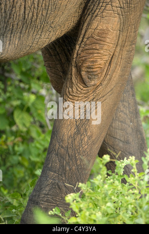 Abstrakte Bilder von Afrikanischer Elefant Loxodonta Africana in Simbabwes Matusadona Nationalpark, Lake Kariba Stockfoto