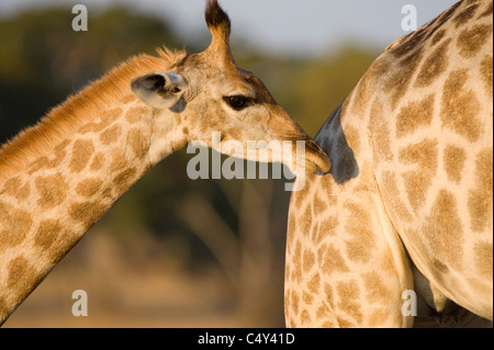 Giraffe Giraffa Cameleopardalis in Simbabwe Imire Game Park in der Nähe von Harare, Simbabwe Stockfoto