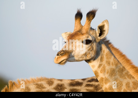 Giraffe Giraffa Cameleopardalis in Simbabwe Imire Game Park in der Nähe von Harare, Simbabwe Stockfoto