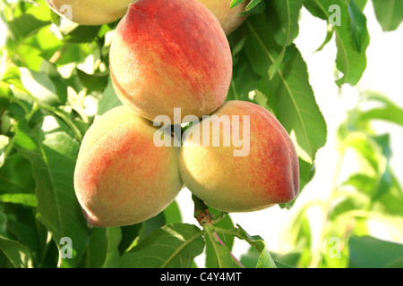 3 reife Pfirsiche am Baum. Stockfoto