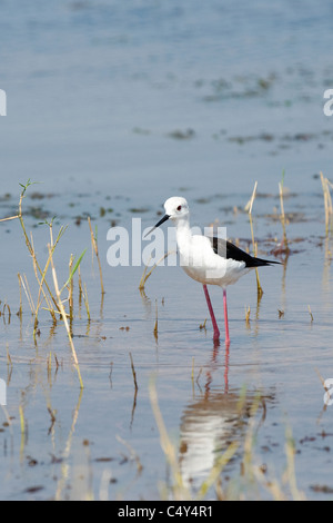 Schwarz geflügelte Stelzenläufer in Simbabwes Lake Kariba Stockfoto