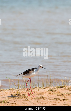 Schwarz geflügelte Stelzenläufer in Simbabwes Lake Kariba Stockfoto