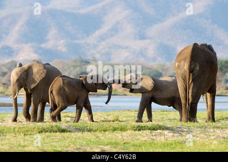 Afrikanischer Elefant Loxodonta Africana gesehen in Mana Pools Nationalpark, Simbabwe Stockfoto