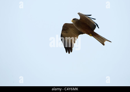 Eine gelbe abgerechnet Kite Soares in einer simbabwischen Himmel. Stockfoto