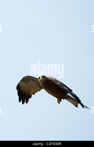 Eine gelbe abgerechnet Kite Soares in einer simbabwischen Himmel. Stockfoto