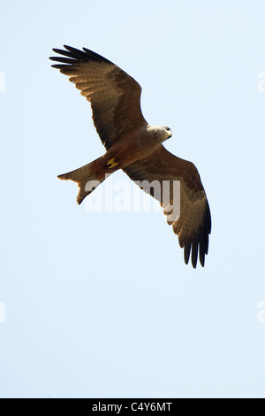 Eine gelbe abgerechnet Kite Soares in einer simbabwischen Himmel. Stockfoto