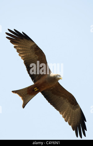 Eine gelbe abgerechnet Kite Soares in einer simbabwischen Himmel. Stockfoto