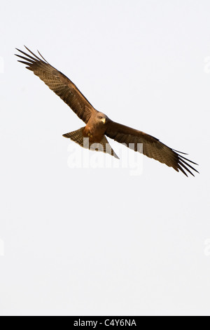 Eine gelbe abgerechnet Kite Soares in einer simbabwischen Himmel. Stockfoto