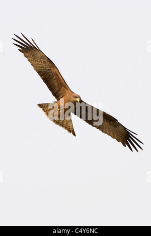 Eine gelbe abgerechnet Kite Soares in einer simbabwischen Himmel. Stockfoto