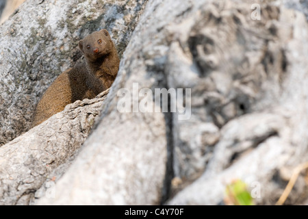 Schlanke Mungo, Galerella sanguineaund, in einem Baum Burrow, Hwange Nationalpark, Simbabwe Stockfoto