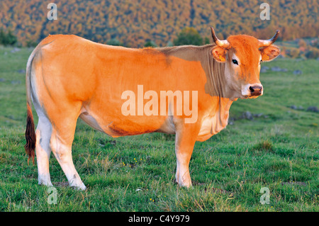 Frankreich, Aveyron: Aubrac-Kuh aus dem Hochland von regionalen Natur Parc des Aubrac Stockfoto