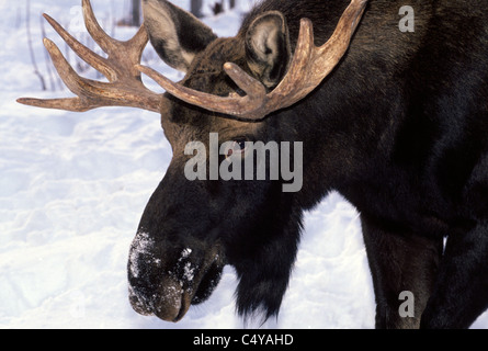 Ein Stier Elch mit Geweih hält ein scharfes Auge auf menschliche fremden als He Nasen im Schnee für Lebensmittel in der Nähe von Anchorage, Alaska, USA. Stockfoto