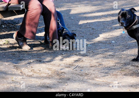 Ältere schwarze Staffordshire Bullterrier mit junge freundliche Welpen der gleichen Rasse blickte ihn von Vorlage position Stockfoto