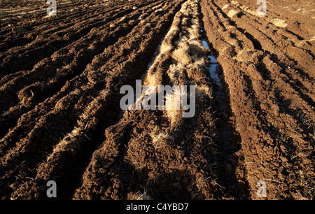 Gepflügtes Feld im Frühjahr, Finnland Stockfoto