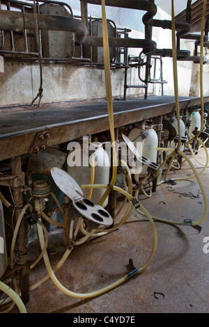 Leere geschlossene Melkstand auf Milchviehbetrieb, Oxfordshire, England Stockfoto