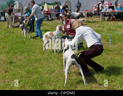 TEILNEHMER IN DER LANDWIRTSCHAFT ZEIGEN CHEPSTOW MONMOUTHSHIRE WALES UK Stockfoto