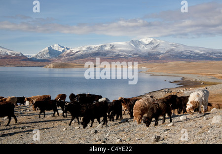 Tiere am Rande des Sees Khoton Bayan in der Mongolei-Region von Tsengekhayrkhan Stockfoto