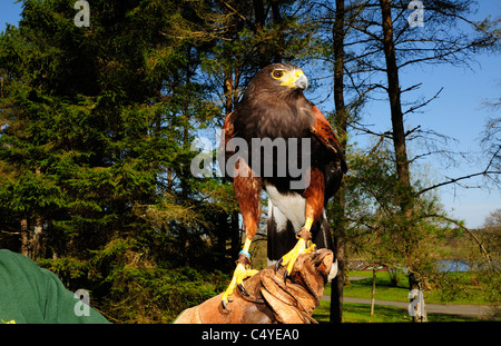 Monty 'The HarrisHawk war im Birds of Prey Centre Kielder Water and Forest Park, Northumberland, England, Großbritannien, an den Handschuh des Pflegers gebunden Stockfoto