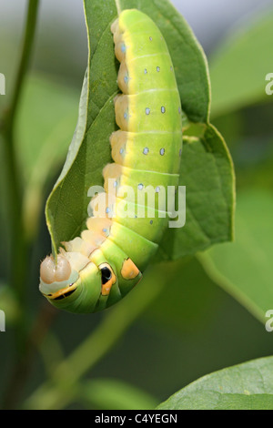 Spicebush Schwalbenschwanz Larven essen Spicebush Blatt Stockfoto