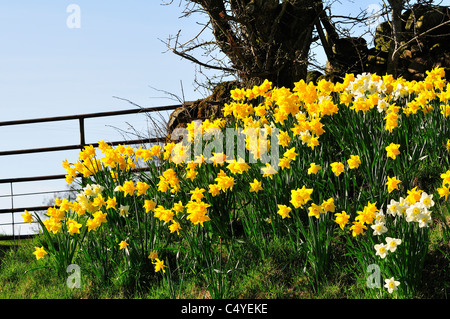 Bank der Frühlings Narzissen wächst wild auf den Straßenbänken in der Nähe von Waterhead onB3618, Northumberland, England, Großbritannien Stockfoto