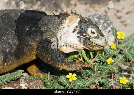 Land Iguana essen die invasive Punktion Unkraut' Tribulus cistoides" auf South Plaza Insel in der Galapagos Inseln Ecuador Stockfoto