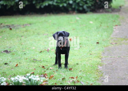 Ein schwarzer Labrador-Welpe in die Kamera starrt Stockfoto