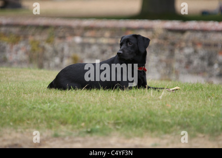 Ein schwarzer Labrador Hund sitzen auf Rasen in einem park Stockfoto