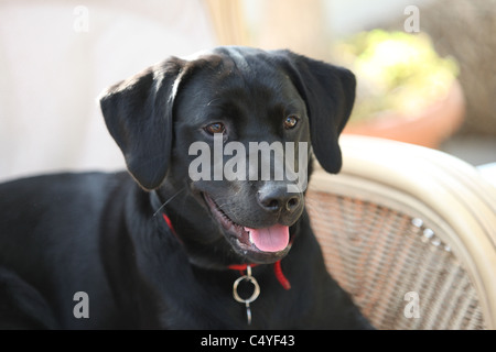 Ein schwarzer Labrador Hund auf der Suche auf der rechten Seite der Kamera Stockfoto