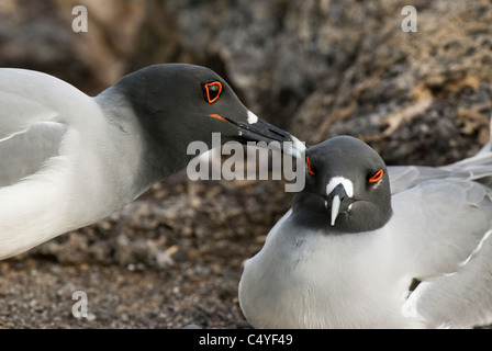 Zinnenkranz Möwe gegenseitiges Putzen auf der Südinsel Plaza in Ecuador Galapagosinseln Stockfoto