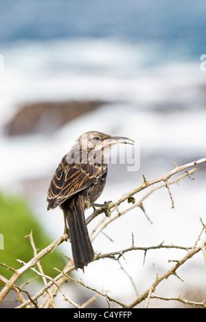 Hood Spottdrossel auf Espanola (Haube) Insel der Galapagosinseln Ecuador Stockfoto