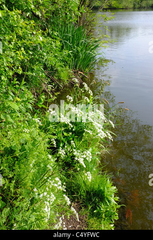 Earlswood Seen Kanal Reservoir Warwickshire midlands Stockfoto