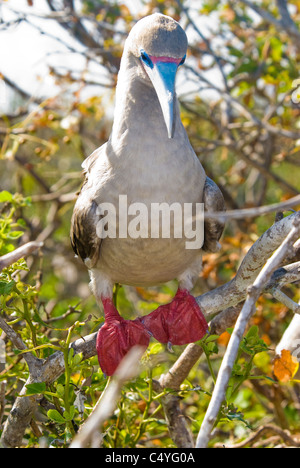 Red-footed Sprengfallen (seltene weiße Phase) thront im Baum auf Genovesa Island auf die Galapagosinseln Ecuador Stockfoto