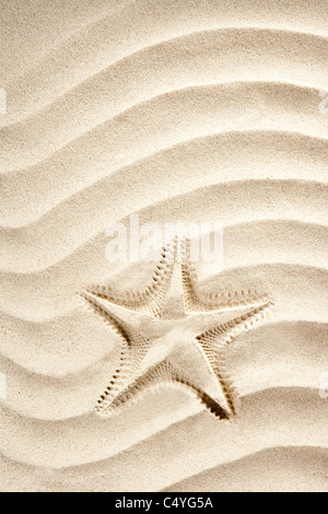 Strand-Seestern gedruckt über weißen Karibik sand so ein Sommer-Urlaub-symbol Stockfoto