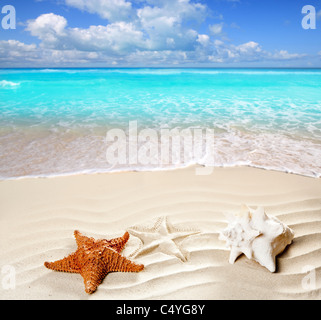 Karibische Muschel und Seesterne über wellige weißen Sand am Strand so ein Sommer-Urlaub-symbol Stockfoto