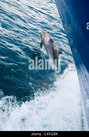 Bottlenose Dolphin Reiten Bugwelle in Ecuador Galapagosinseln Stockfoto